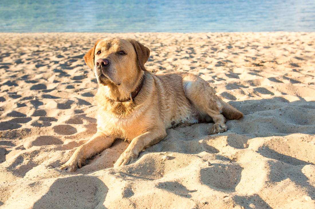 Biszkoptowy labrador retriever leży na plaży na pomarańczowym piasku